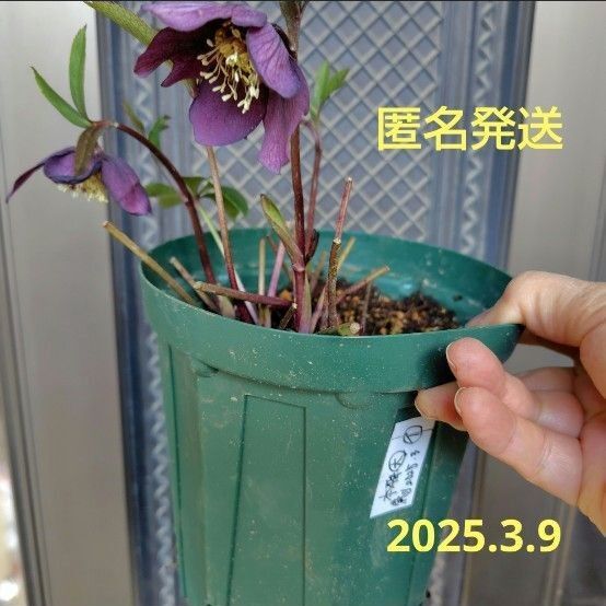 庭植え クリスマスローズ