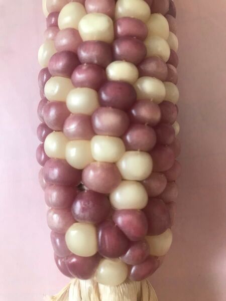 とうもろこし もちもちとうもろこし種子50粒