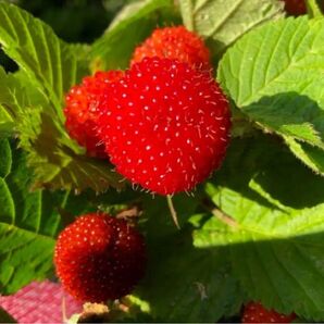 木苺 クサイチゴの抜き苗 20株入り ジャムや果実酒にも使えます 国産ラズベリー