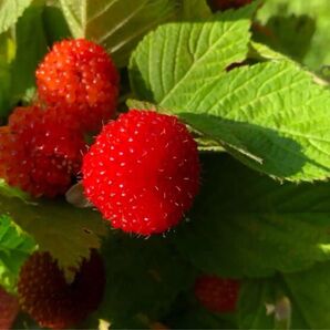 木苺 クサイチゴの抜き苗 20株入り ジャムや果実酒にも使えます 国産ラズベリー