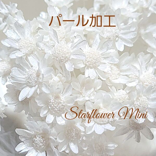 加工花材* パール スターフラワー ミニ 60個 プリザーブドフラワー レジン ボールペン 花材