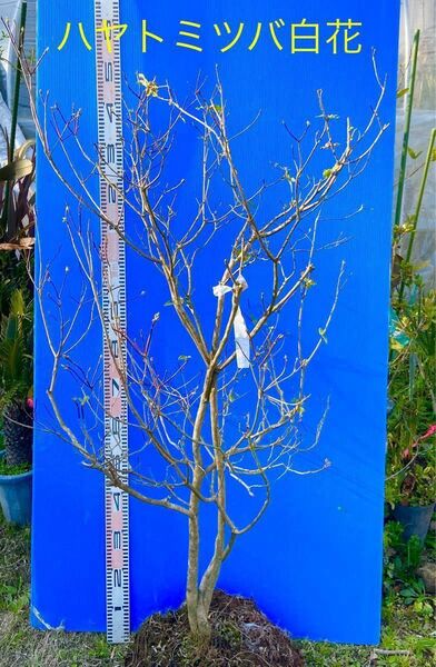 ② 白花・ハヤトミツバツツジ 希少な珍品