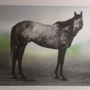 競馬ポスターB2:メジロマックイーン 2004年 JRA創立50周年記念②