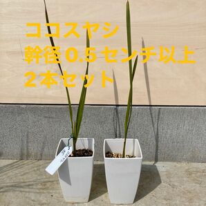 ココスヤシ 幹径0.5センチ以上 2本セット