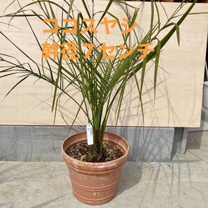 ココスヤシ 幹径7センチ以上 1本