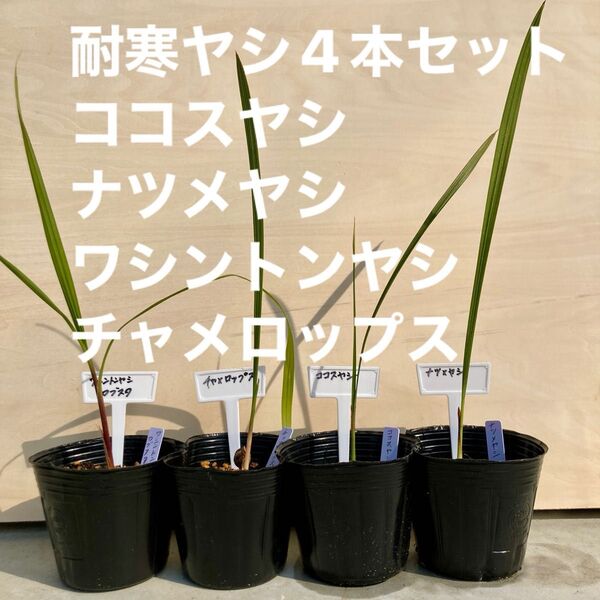 耐寒ヤシ4本セット ココスヤシ ナツメヤシ ワシントンヤシ チャメロプス
