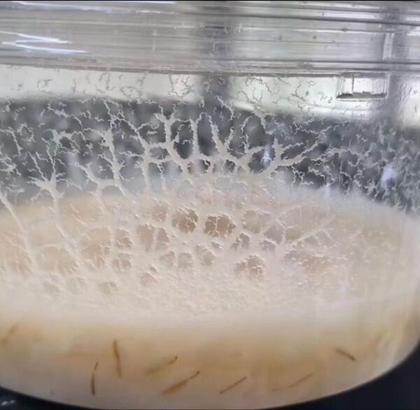 マイクロワーム 種 500g