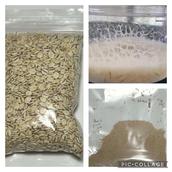 マイクロワーム セット 500g