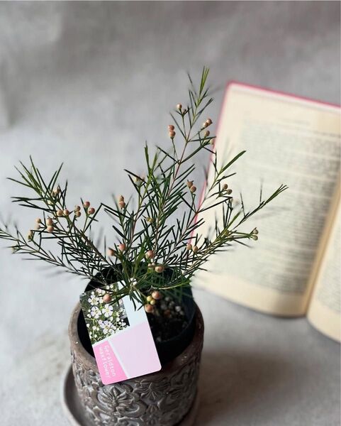 ワックスフラワーフトモモ科 オージープランツ 寄せ植え 苗 可愛い