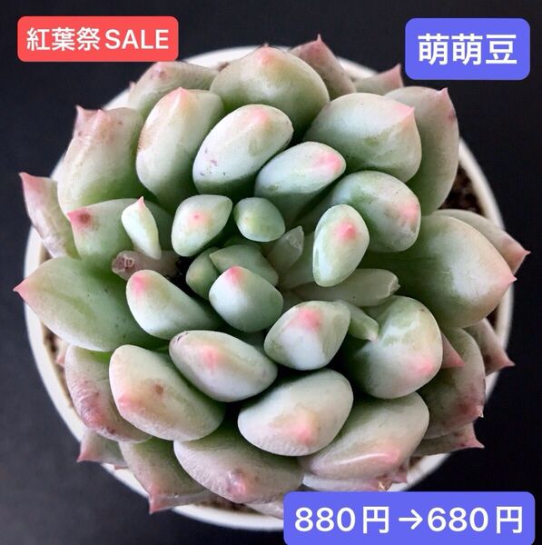 紅葉祭SALE★新入荷★韓国苗★萌萌豆★可愛い紅葉大苗★超美苗★多肉植物★エケベリア
