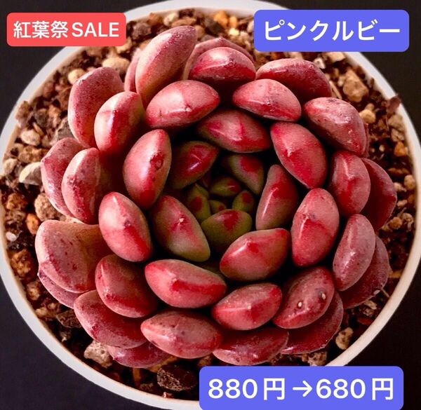 紅葉祭SALE★新入荷★韓国苗★ピンクルビー★可愛い紅葉大苗★超美苗★多肉植物★エケベリア