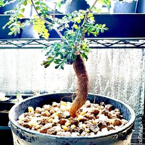 ④ オペルクリカリア パキプス 根挿し 芽吹き済み 塊根植物