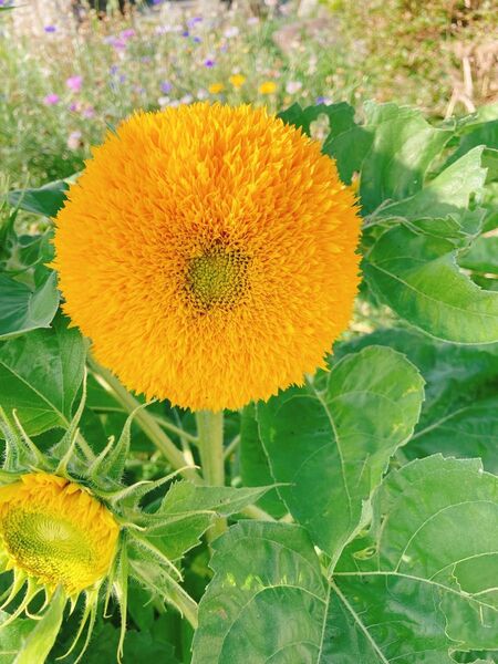 八重咲きひまわりの種 30粒