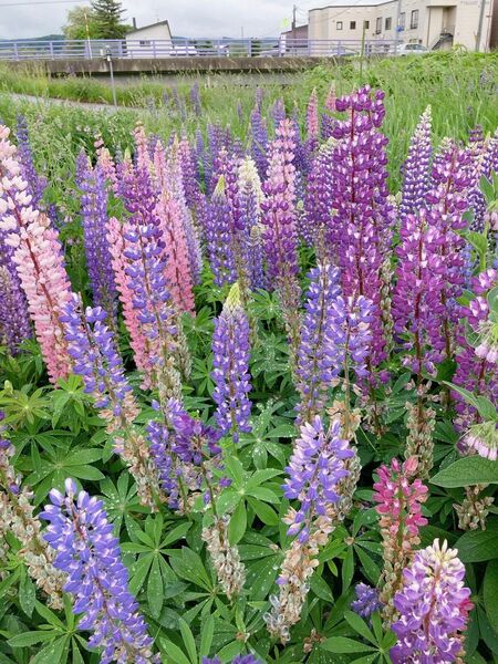ルピナスmix 多年草 北海道より