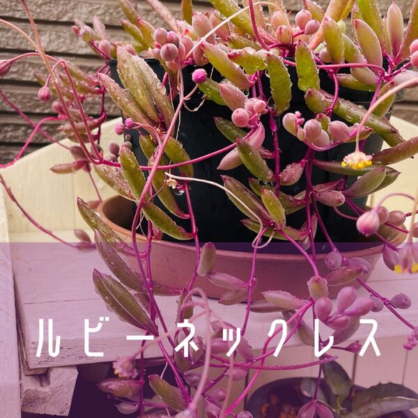 多肉植物ルビーネックレス(抜き苗 4本)