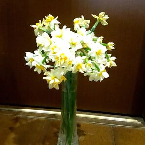 芳香【八重咲き日本水仙 2球】一重とは又違った趣あり アレンジ次第でとても素敵 な演出一重より更に芳香