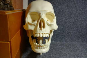 頭蓋骨 歯 標本 模型　髑髏 ドクロ