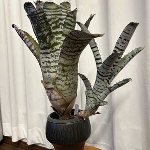 本物【極上品】エクメア チャンティニー『ブラックアイス』子株つき