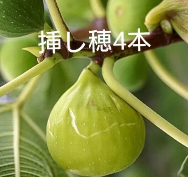 イチジク 穂木 無花果 挿し木 (4本)