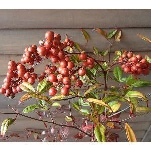 植物一般