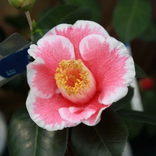 椿 ピンク 苗 茶花 花明り