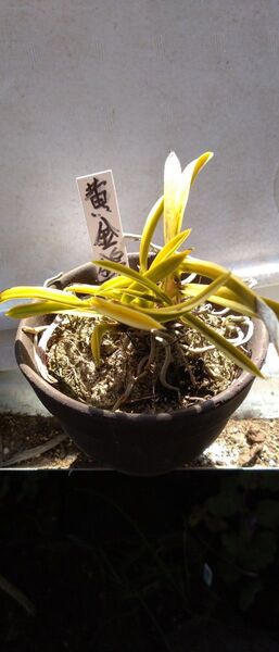 富貴蘭 フウキラン 黄金錦 (1芽)