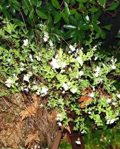 コメザクラ 米桜 ユキヤナギ 雪柳