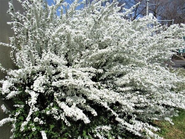 コメザクラ 米桜 ユキヤナギ 雪柳