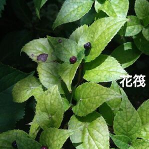 花筏 ハナイカダ はないかだ 茶花