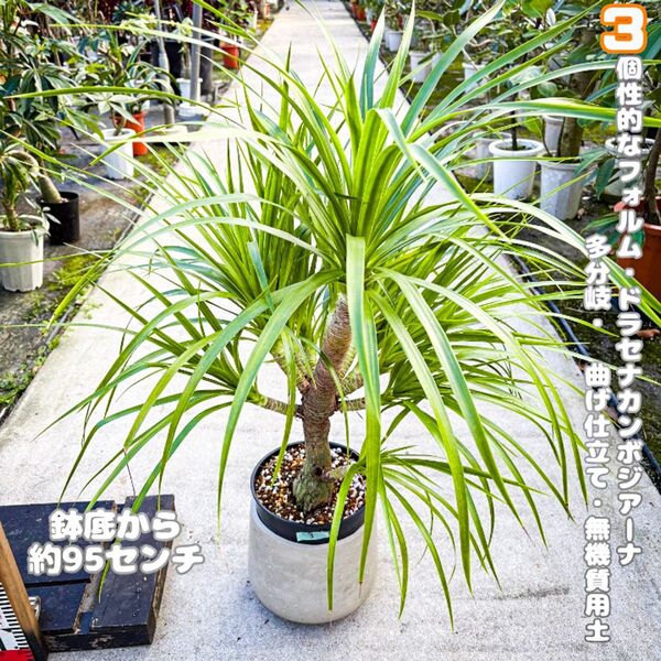 希少!多頭分岐、曲げ仕立て ドラセナ・カンボジアーナ3・ 無機質用土