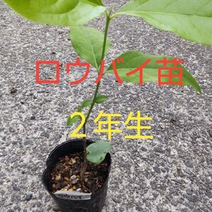 ロウバイ苗木 2年生苗 盆栽素材や鑑賞用にオススメ 芽吹き始めました!