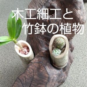 木工細工の台座と竹鉢の植物セット