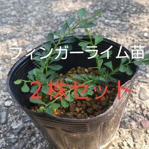 フィンガーライム苗 2株セット 値下げ無し!!
