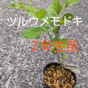 ツルウメモドキ苗木 2年生苗 1株 盆栽素材・鑑賞用にいかがですか 芽吹き始めました今がオススメ!!