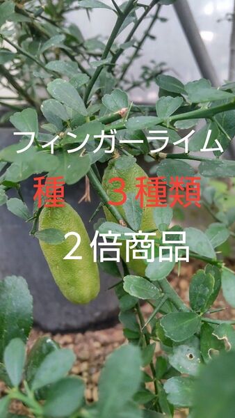フィンガーライムの種 ピンク・グリーン・クリーム系3種詰合せ 5月が蒔時ですお早めに 通常の2倍量商品! 100粒