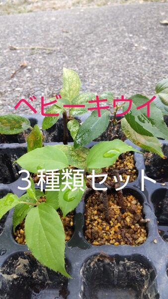 ベビーキウイ苗 雄雌3種類セット 手軽に育てられ沢山実り皮付きのまま食べられるミニキウイ 芽吹き始めました今がオススメ!!