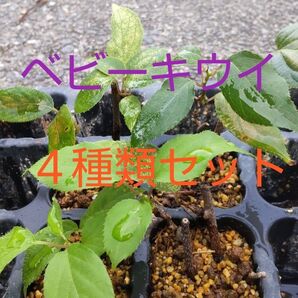 ベビーキウイ苗 雄雌4種類セット 手軽に育てられ沢山実り皮付きのまま食べられるミニキウイ 芽吹き始めました この組合せ数セット限定