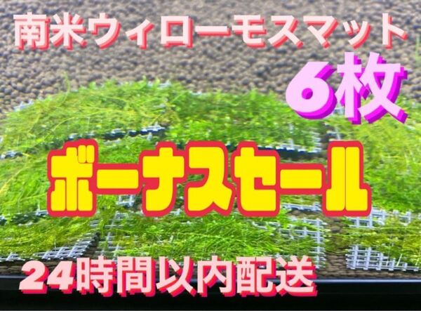 ウィローモスマット6枚セット 6cm×4cm 6枚 南米ウィローモス 無農薬