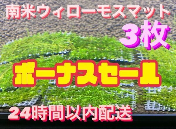 ウィローモスマット3枚セット 6cm×4cm 3枚 南米ウィローモス 無農薬