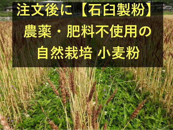 【注文後石臼製粉】パンも焼ける:南部小麦の全粒粉(750g)