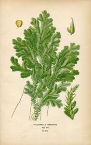 イワヒバの値段と価格推移は 317件の売買情報を集計したイワヒバの価格や価値の推移データを公開 イワヒバの値段と価格推移は 317件の売買情報を集計したイワヒバの価格や価値の推移データを公開