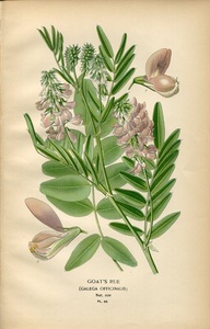 1896年 Step 多色石版画 pl.66 マメ科 ガレガ属 GOAT'S RUE