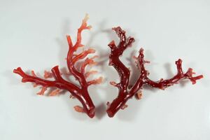S96　珊瑚　天然赤サンゴ 珊瑚枝・珊瑚原木・鑑賞擺件美術品　２本纏めて１４．３ｇ
