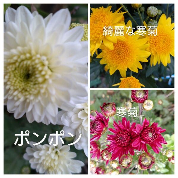 豪華菊苗3種セット