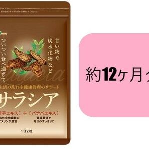 約12ヶ月分 サラシア シードコムス ダイエット 菊芋エキス