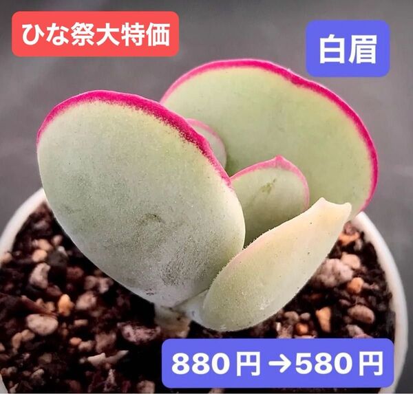 ひな祭大特価★新入荷★韓国苗★白眉★可愛い紅葉超美苗★多肉植物★エケベリア