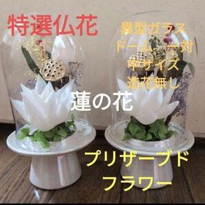 特選仏花 異形ガラスドーム 中 一対 造花無し 蓮の花 プリザーブドフラワー