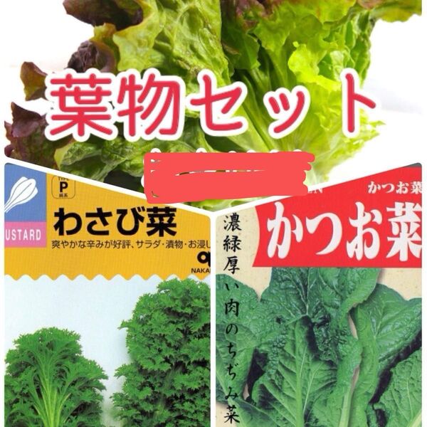 葉物野菜の種セット かつお菜 わさび菜 レタス