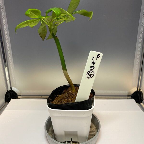 パキラG 実生苗 観葉植物5月末まで値下げ
