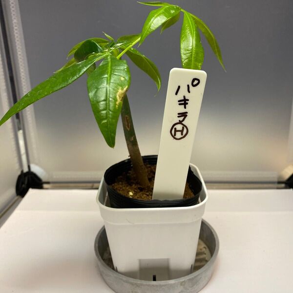 パキラH 実生苗 実生パキラ 観葉植物 開運5月末まで値下げ